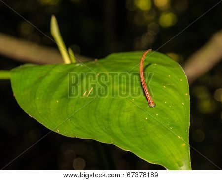 Tiger Leech in the jungle