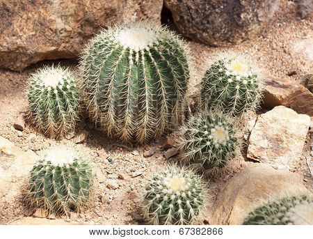 Cactus