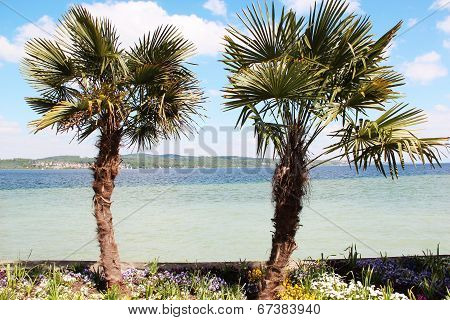 Two palm trees