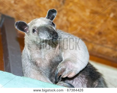 Southern Tamandua (tamandua Tetradactyla)