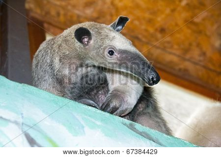 Southern Tamandua (tamandua Tetradactyla)
