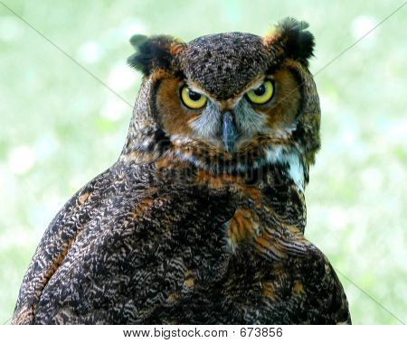 Greathorned Owl3