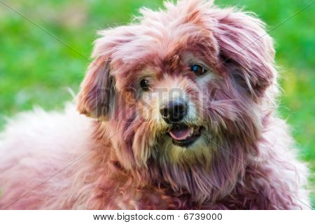 Hund