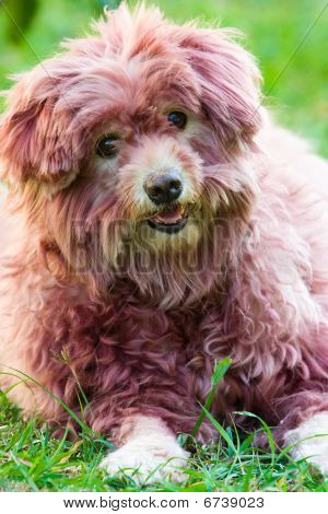 Hund