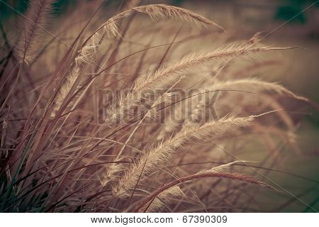 Grass Flower