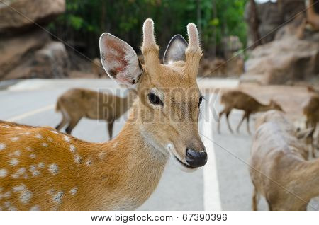 Chital ,Deer In Zoo