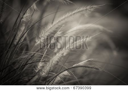 Grass Flower