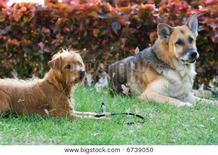 Hunde