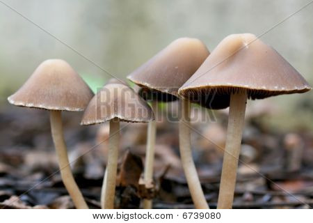 Pilz-canapy