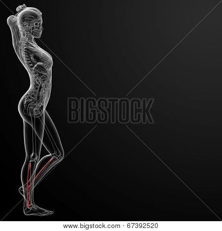 Fibular Bone