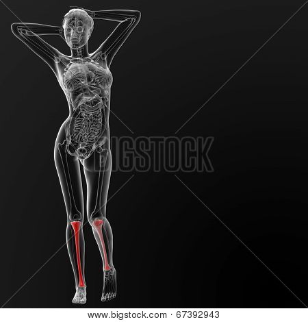 Tibia Bone