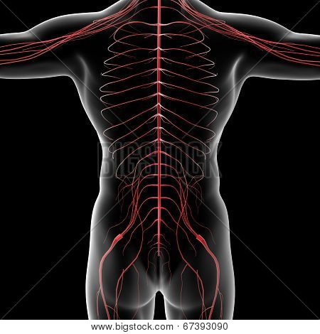 Nervous System