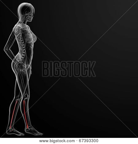 Fibular Bone