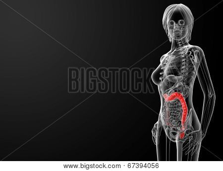 Female Anatomy - Large Intestine