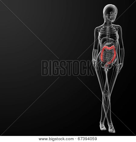 Female Anatomy - Colon