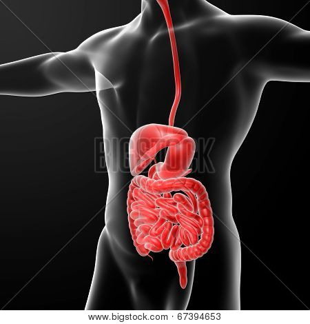 The Human Digestive System