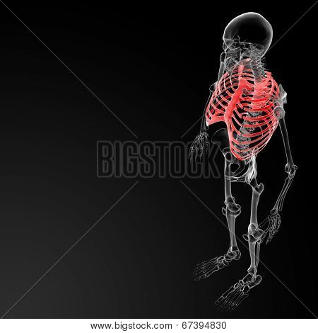 Ribcage