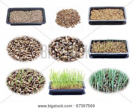 Set Of Growing Wheatgrass In Tray