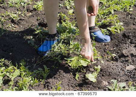 Plant In Hands