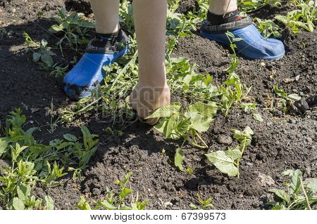 Plant In Hands