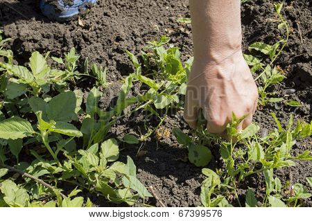Plant In Hands