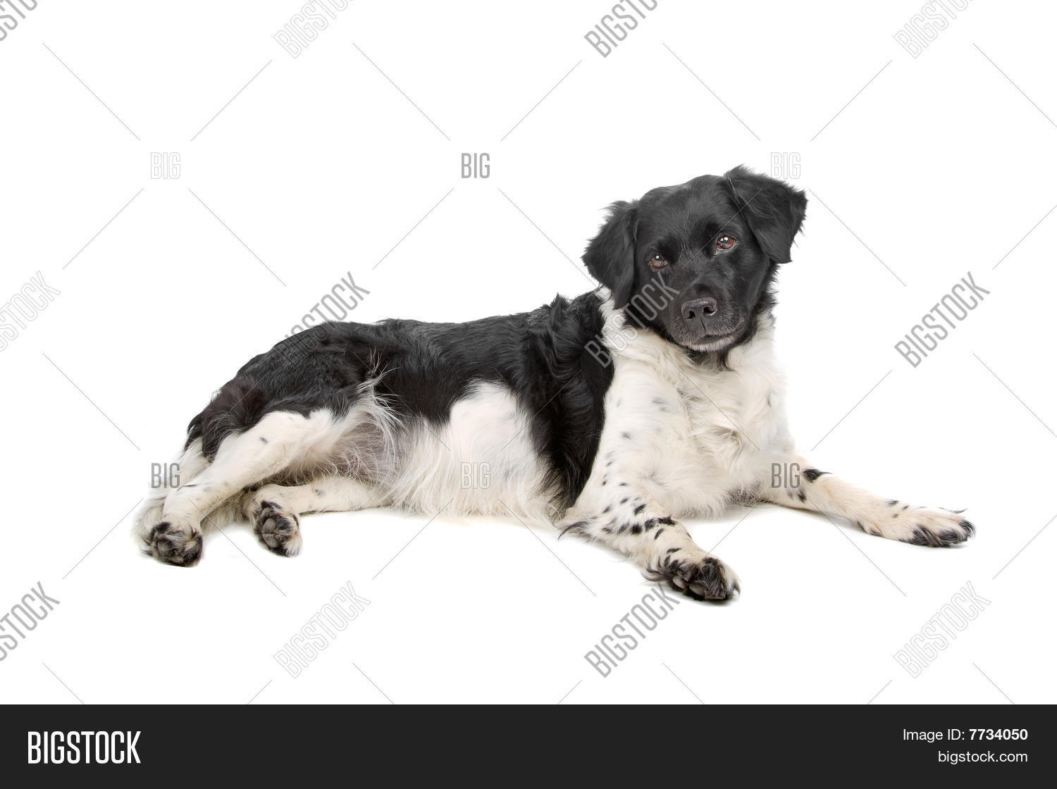 Stabyhoun/Friesian Image & Photo (Free Trial) | Bigstock
