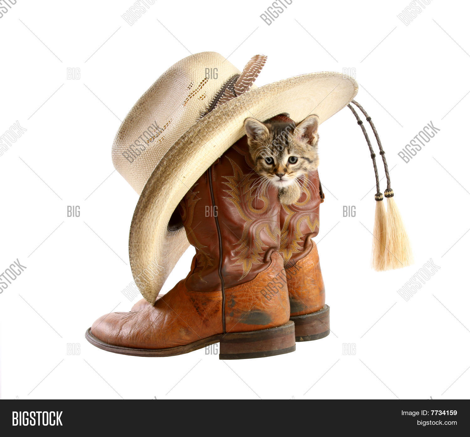 Kitten Playing Cowboy Image & Photo (Free Trial) Bigstock