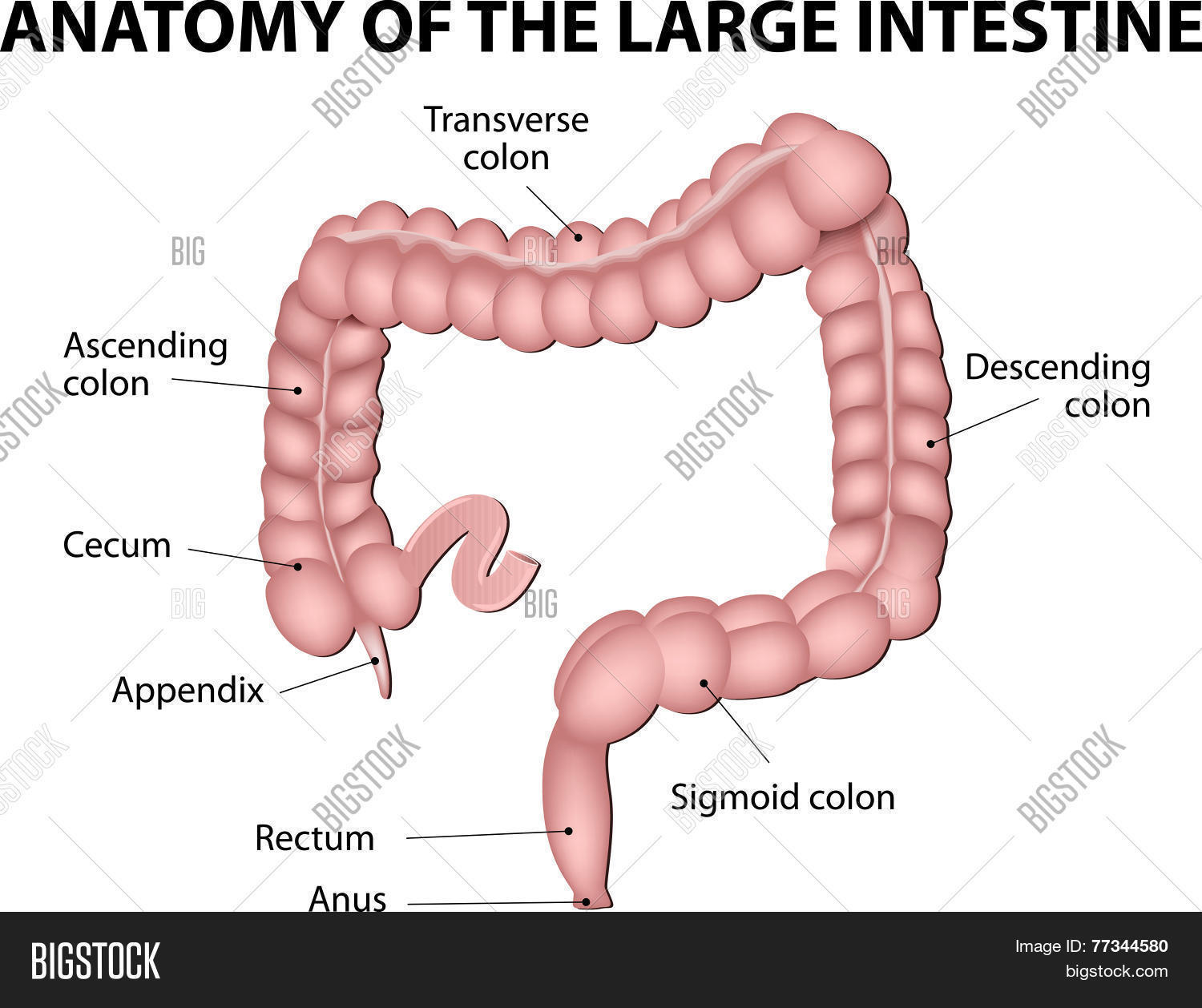 Large Intestine. Vector & Photo (Free Trial) | Bigstock