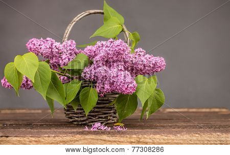 Purple Lilac