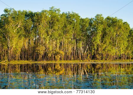 Water lilies in billabong