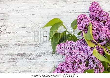 Lilac Flower