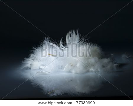 White, Delicate Feather.