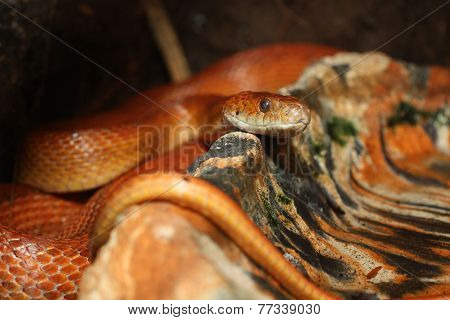 red rat snake