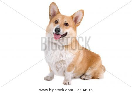 彭布罗克威尔士柯基犬图片狗