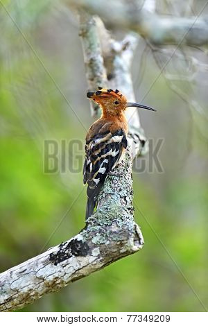Hoopoe