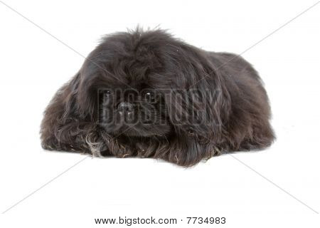 filhote de cachorro pequinês preto (palasthund de Pequim)