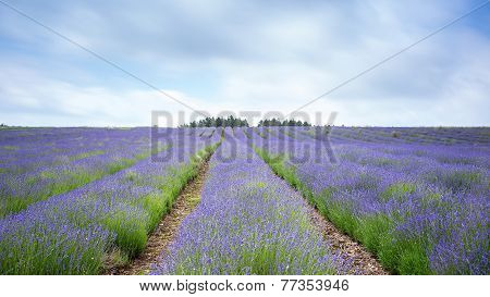 Lavender Farm Fields
