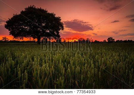Bulkington Corn Fields