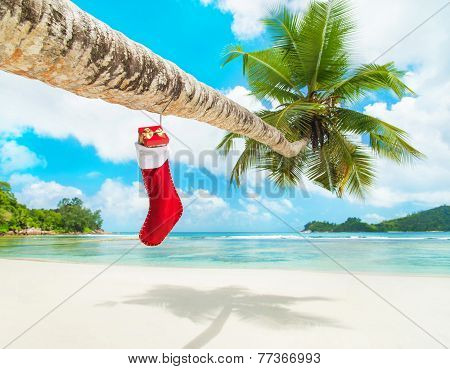 Christmas Sock With Gifts On Palm Tree At Exotic Tropical Beach