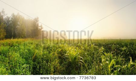 Campo de maíz de mañana