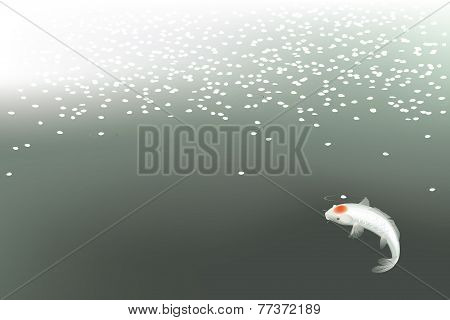 Koi carp