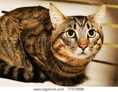 Grey cat in wooden box