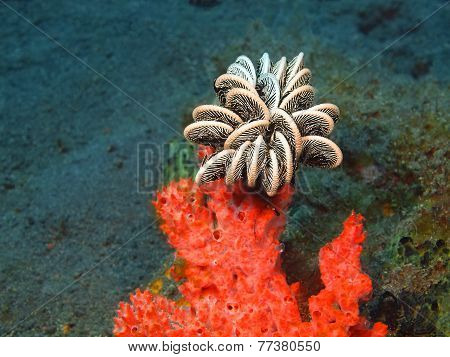 Crinoid