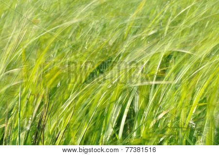 Sedges Swaying In The Wind. Wet Meadow During Haymaking. Lush Green Grass.