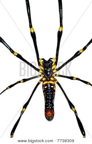 Spider isoleret