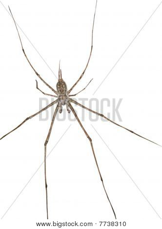 Spider isoleret