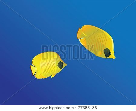 Masced Butterfly fish