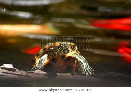 Żółw