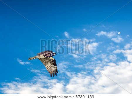 Osprey In Flight