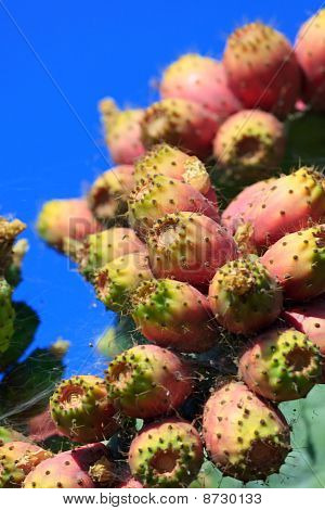 Frutos de Cactus nopal rojos
